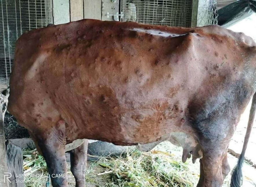 ताप्लेजुङमा दुई सयभन्दा बढी पशुचौपाया लम्पी स्किन संक्रमणले मरे